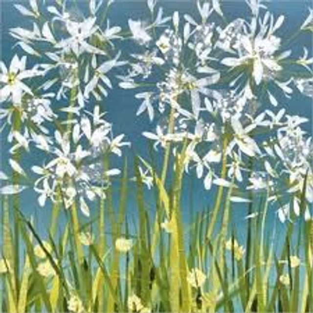 WHITE AGAPANTHUS A073