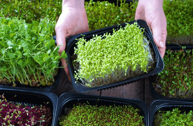 Microgreens JVB