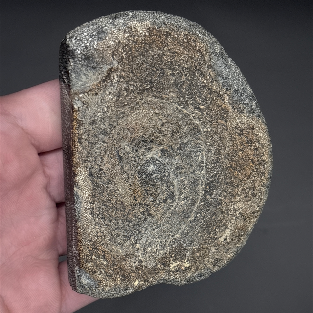 Ichthyosaur Bone Fragment