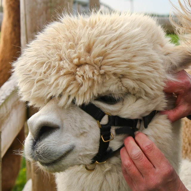 ALPACA HUSBANDRY AND HANDLING DAY