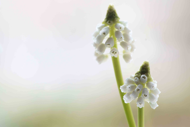 Grape Hyacinth Greetings Card