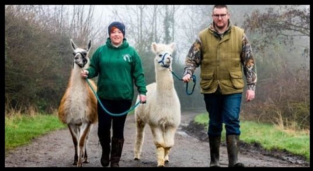 Book on to a Alpaca or Llama Walk Experience