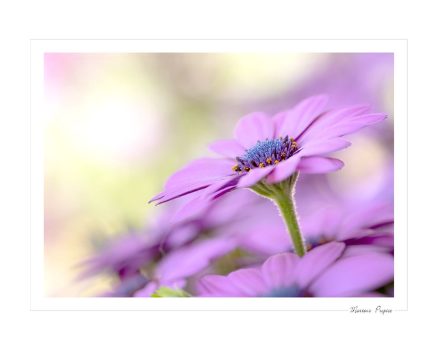 C216 - Ostéospermum