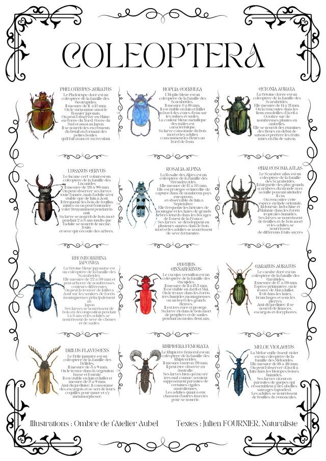 Affiche Coleoptera Rétro2