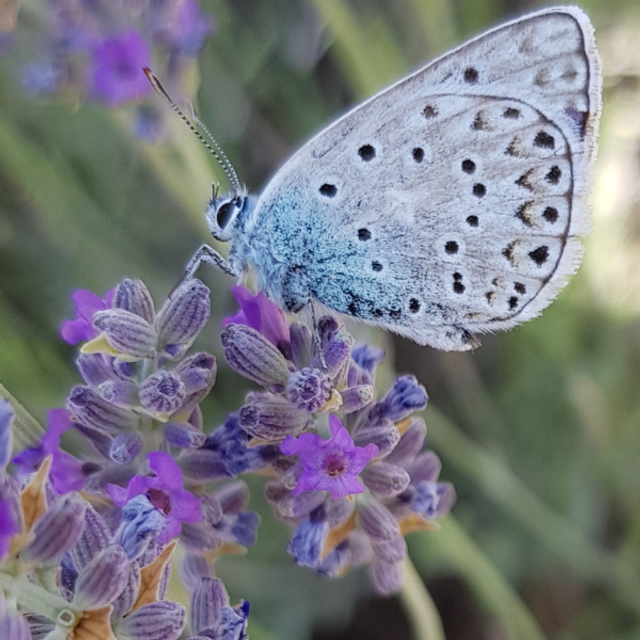 Sérum floral-Visage-peaux mixtes à grasses