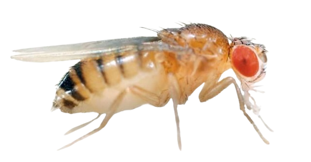 Drosophile
