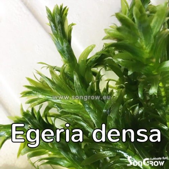 egeria densa (Bouquet)
