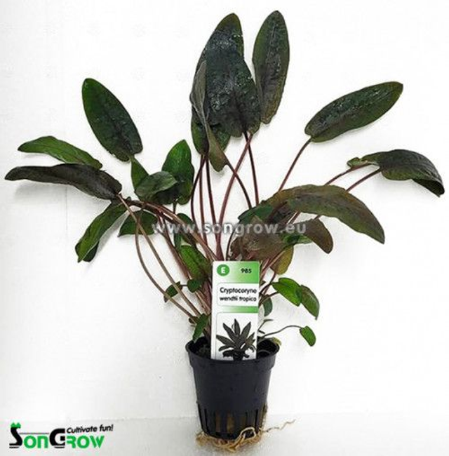 Cryptocoryne Wendtii Tropica