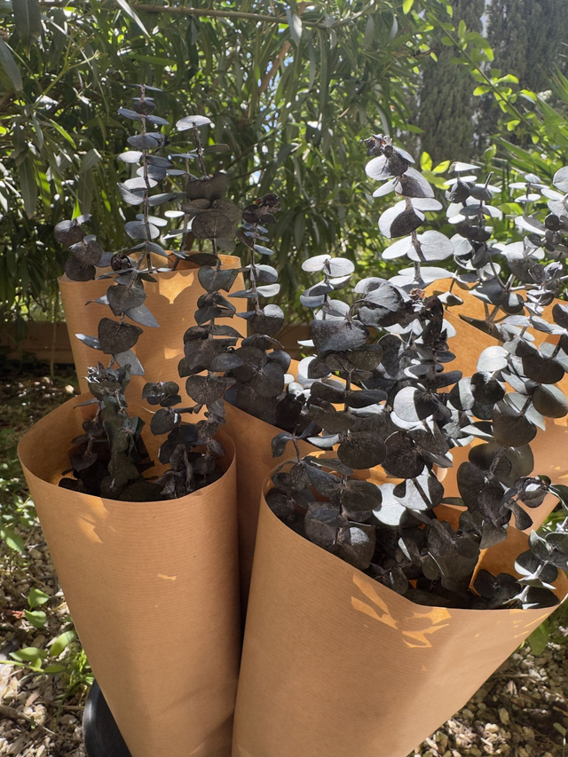 Botte eucalyptus stabilisé