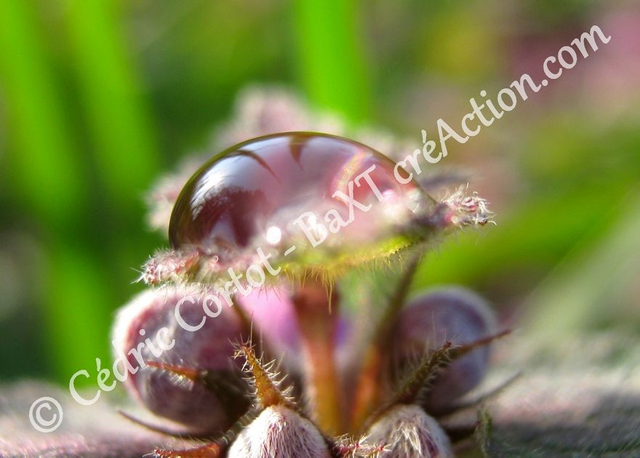 1 - Carte postale - Rosée et gouttes de pluie (Ref 0820)