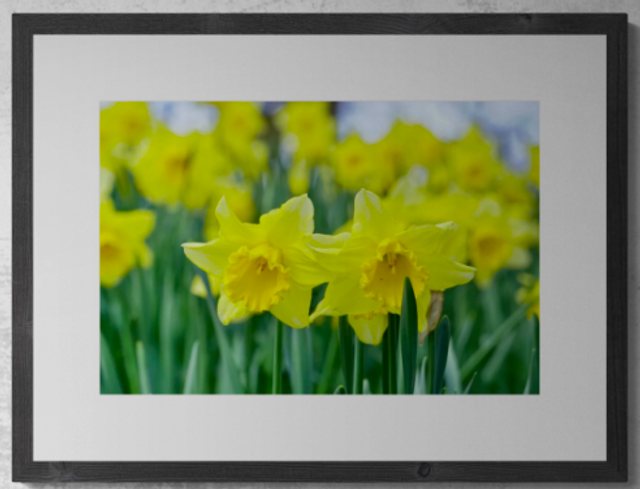 Golden Sea of Daffodils - Print