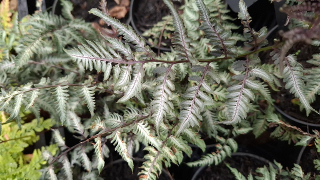 Athyrium nipponicum &#039;Pewter Lace&#039; 1 litre