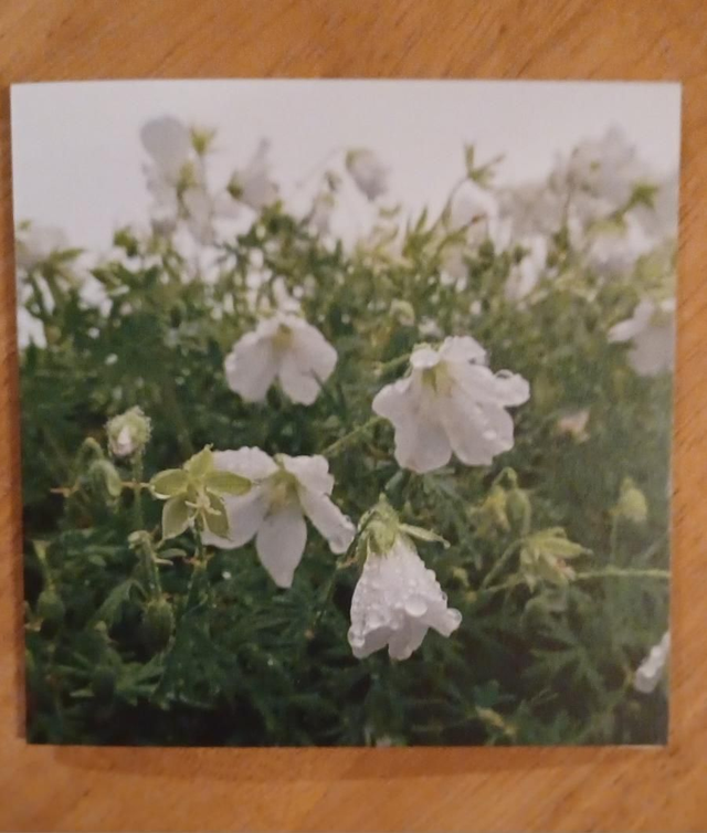 Geranium Kashmir White