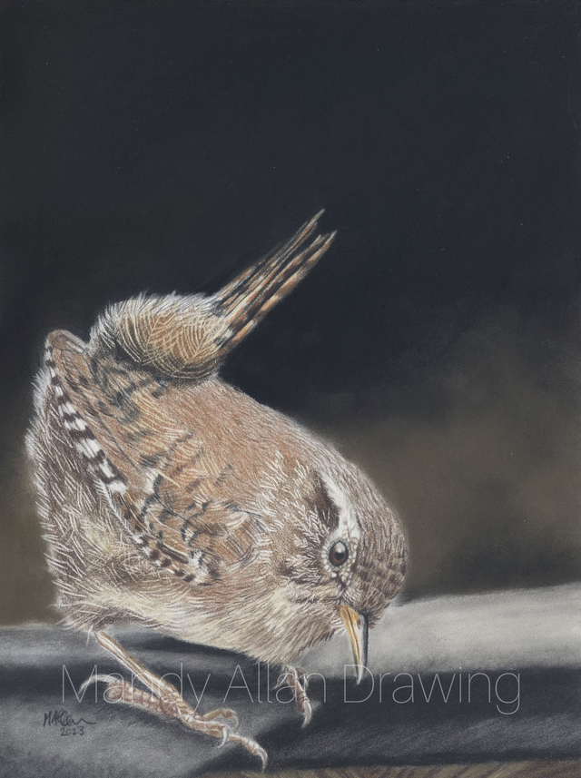 &quot;Hello Mrs Wren&quot; Original Drawing  