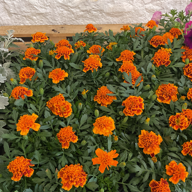 Tagetes