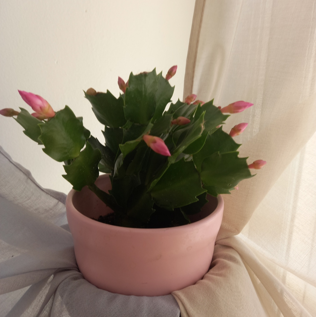 Cactus de Noël ( Schlumberger )