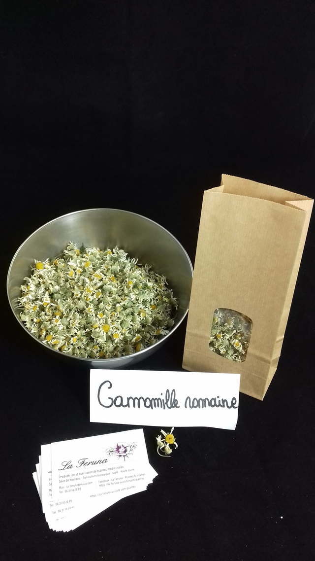 Camomille romaine