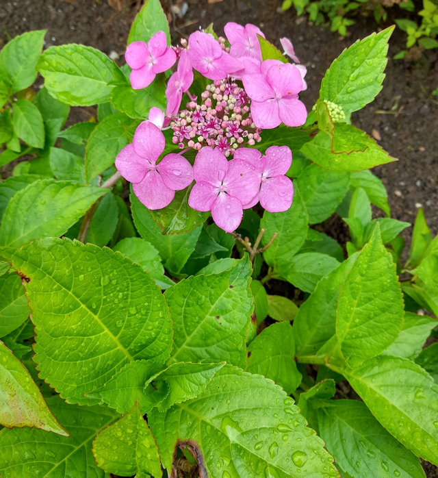 Hydrangea macrophylla - lacecap hydrangea pink - 1ltr pot