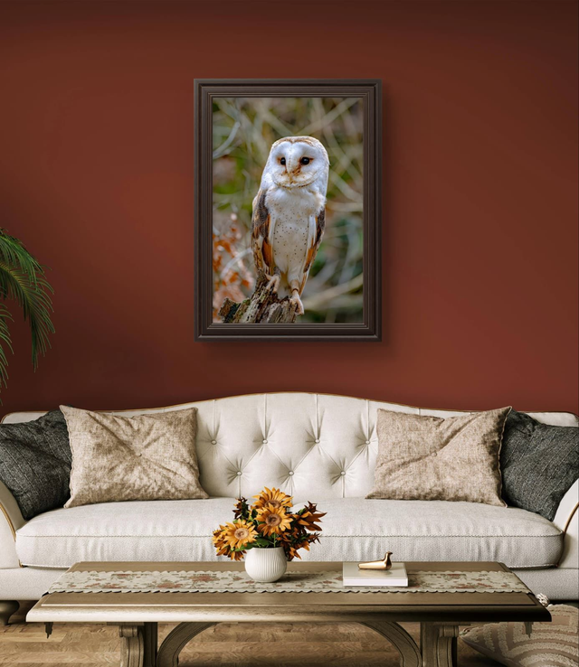 Birds - Barn Owl  - Print Only