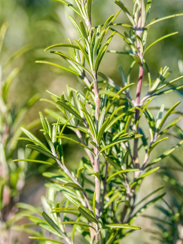 Élixir de Vitalité - Fortifie l’organisme et combat la fatigue