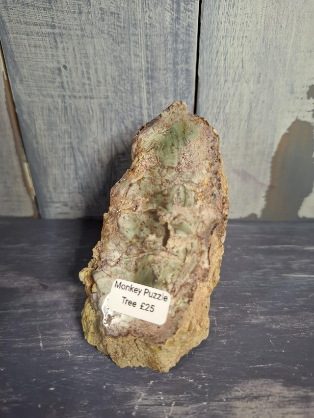 Petrified Wood Free-form 