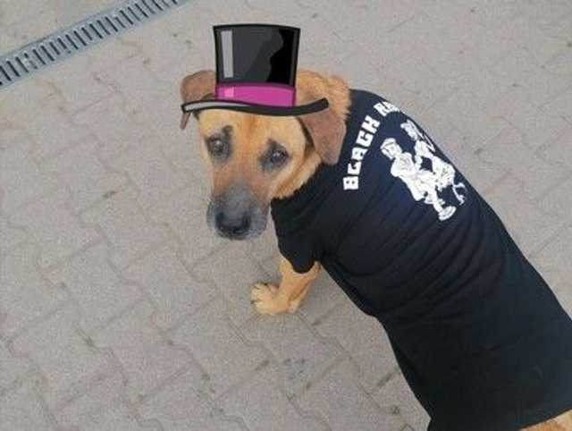 Shirt Black Raven: MEN, BLACK