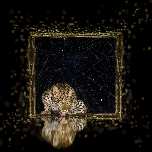 Tirage Dibond Windows at Night: "Leopard fireworks" 
