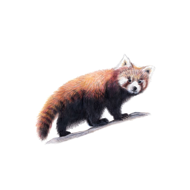 Mačji panda