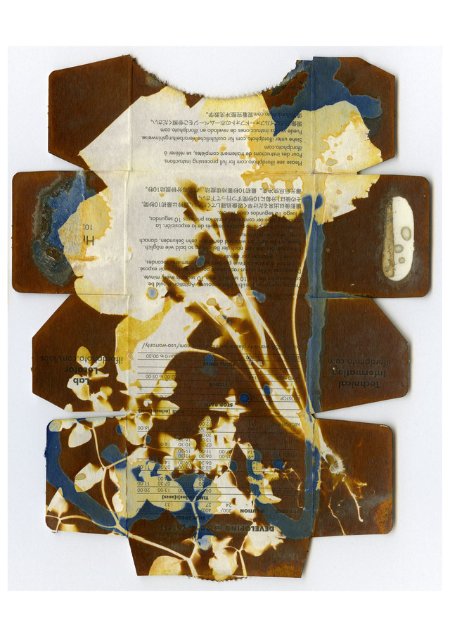 Van Dyke Brown and Cyanotype Print of Weeds on Recycled packaging 10x8 inches