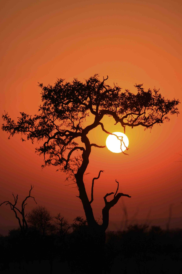 Lever de soleil sur la savane