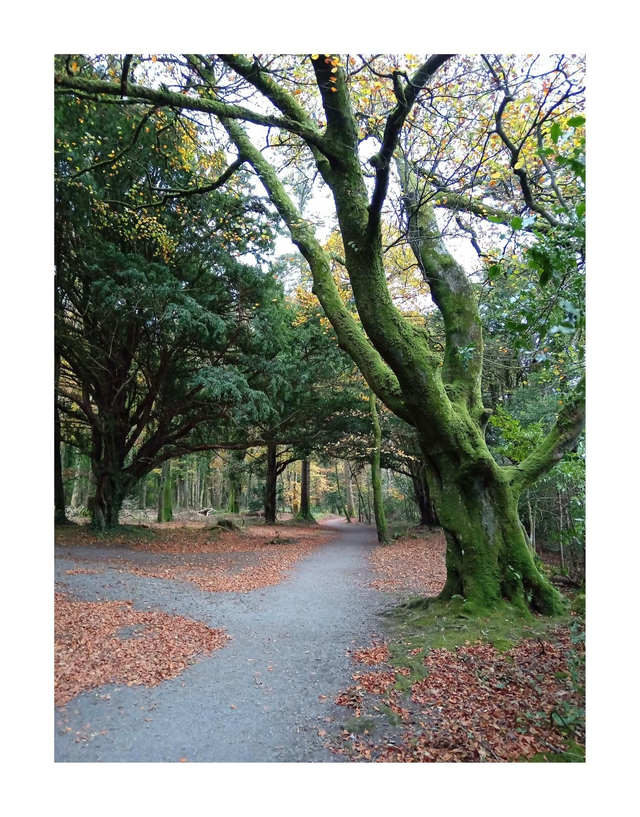 Autumn at Hazelwood, County Sligo .5" x 7 " Blank Greeting card with envelope. includes postage to all of Ireland.


