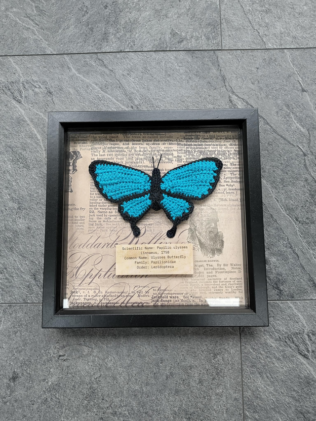 Ulysses Butterfly 