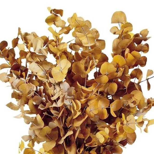 002 Eucalipto PRESERVADO Cinerea, Ocre. Paquete