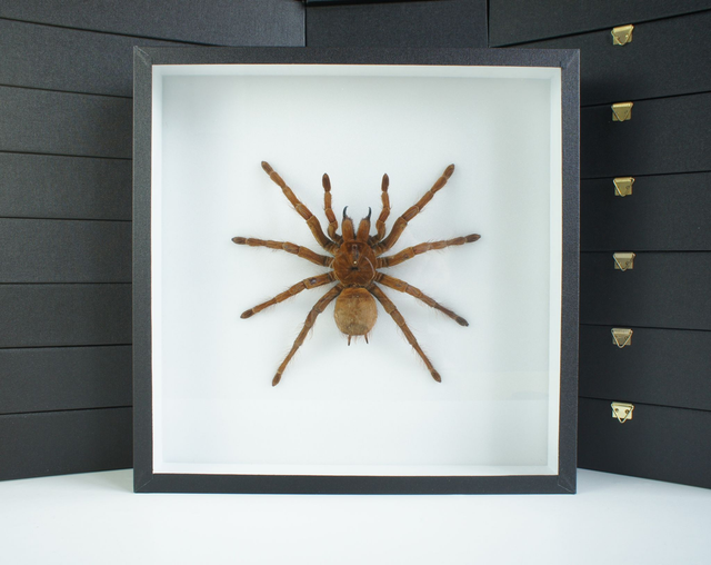 Theraphosa blondi 