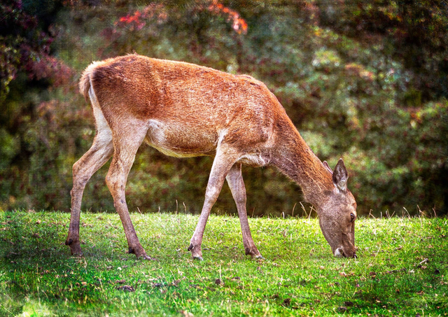 Deer Grazing