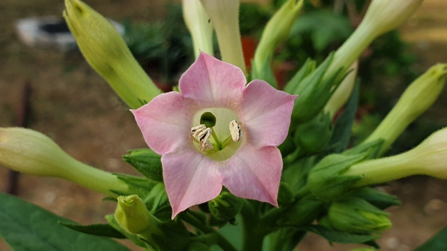 500 graines Nicotiana tabacum 'Virginia Gold' tabac seeds samen semilla tabacco