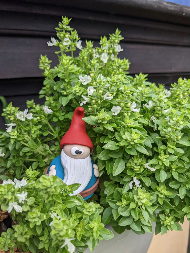 Nain de jardin de plante d'intérieur