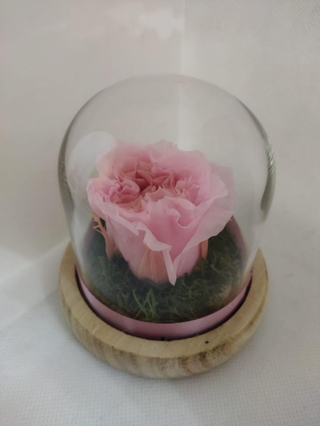 Rosa rosa inglese stabilizzata