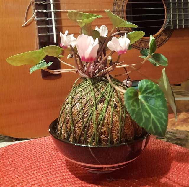 Kokedama Ciclamen