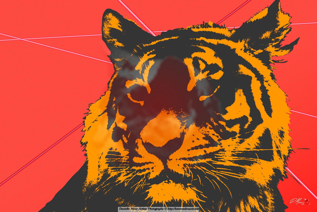 40*30 Tigre de Sumatra