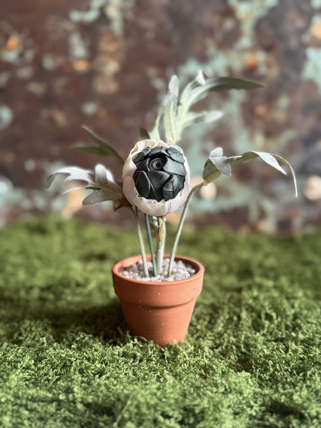 46.🌫️ Specimen: The Ashen Bloom
