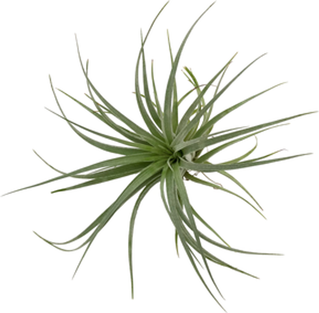 Tillandsia houston red princess