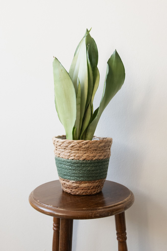 Pot tressé beige & vert 🧩 Mix & Match