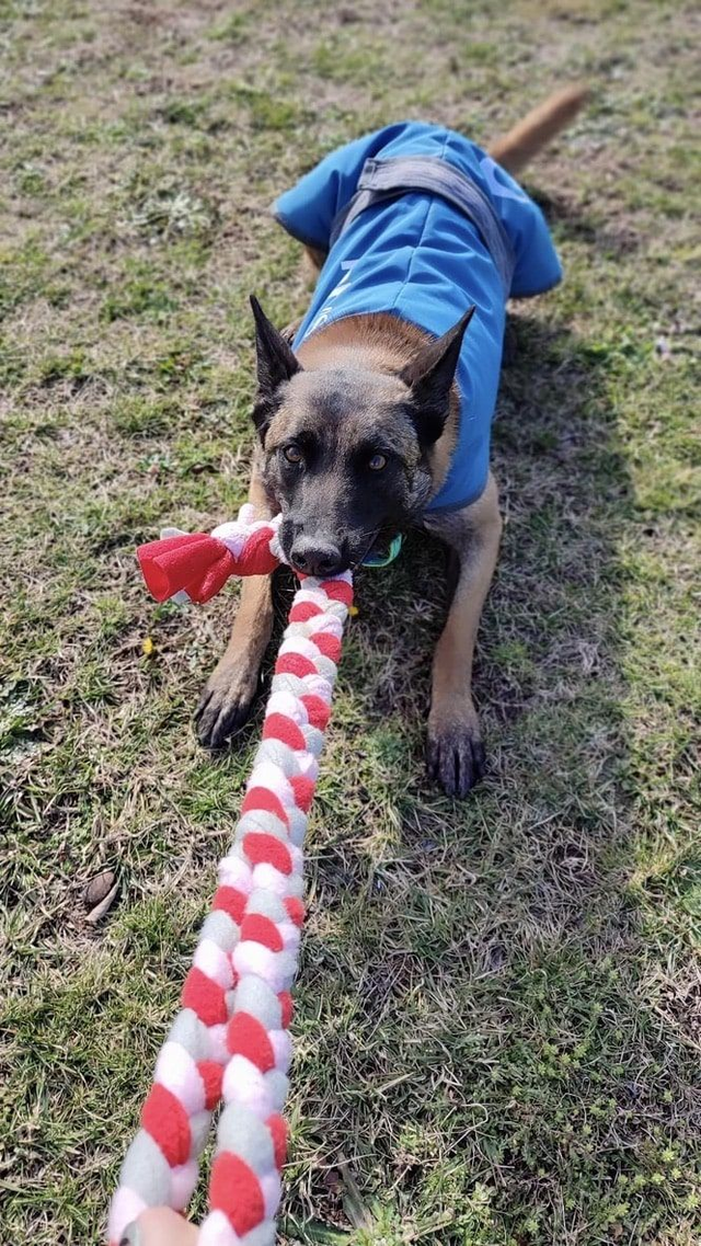 Grande tresse pour chien avec poignée - Jouet de traction
