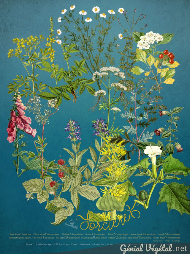 Affiche botanique : Sorcières, plantes médicinales puissantes