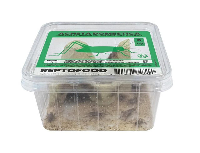 Repto house crickets 6