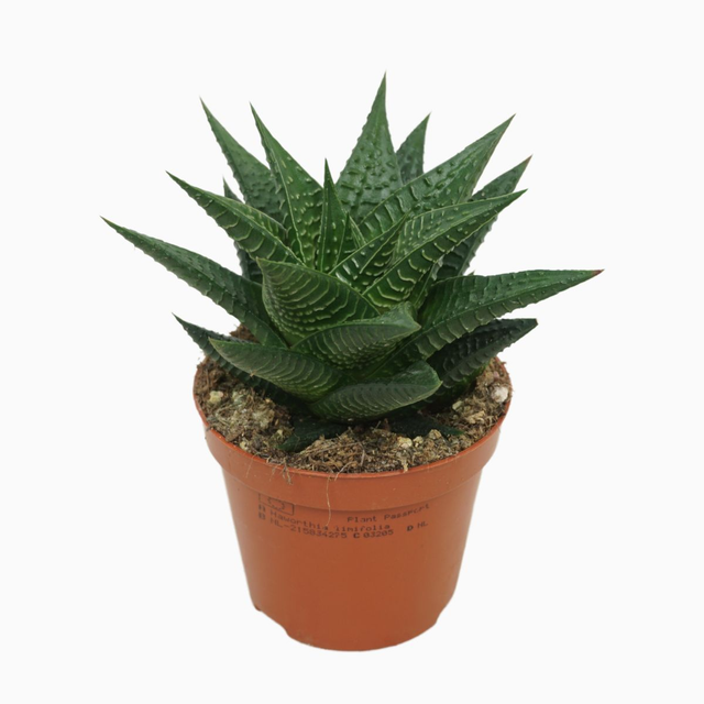 D12 . Haworthia limifolia
