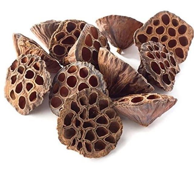 Gousse de Lotus 6-8 cm