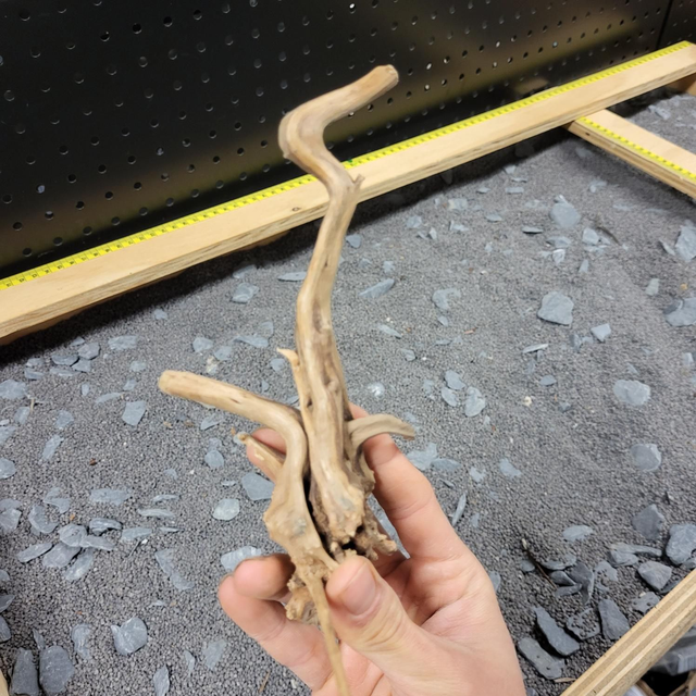 Sf spiderwood Xl 8715897259975