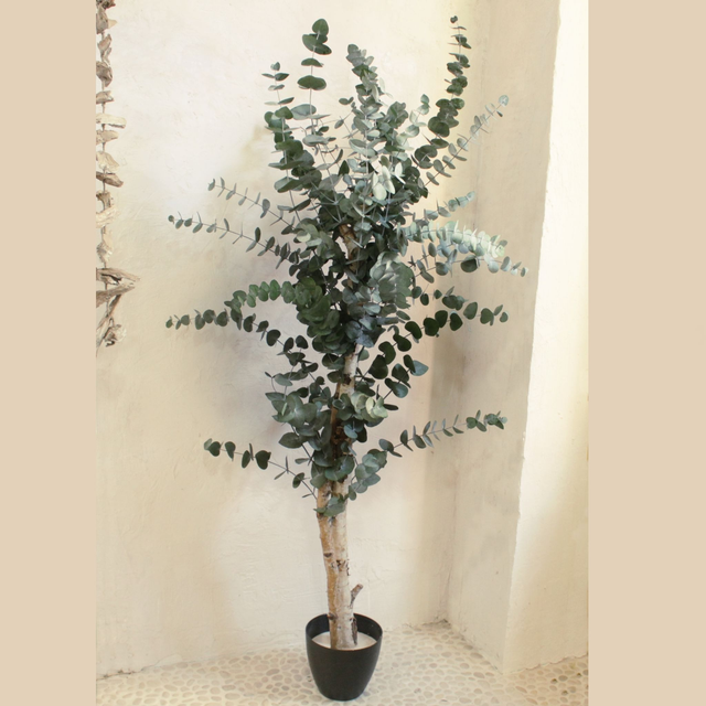 ARBOL CL328 EUCALIPTO PRESERVADO Alt150xD60cm